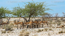 Load image into Gallery viewer, Springbuck - Survival of the Fittest