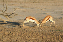 Load image into Gallery viewer, Springbuck - Survival of the Fittest