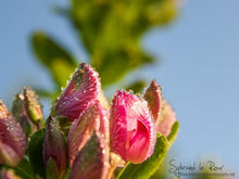 Load image into Gallery viewer, Natures Valley 02