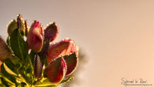 Load image into Gallery viewer, Natures Valley 02