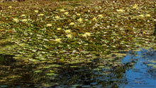 Load image into Gallery viewer, Natures Valley 04