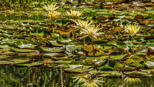 Load image into Gallery viewer, Natures Valley 05