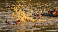 Load image into Gallery viewer, Hippos Yawning and Warning

