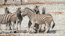 Load image into Gallery viewer, Etosha - at the water hole
