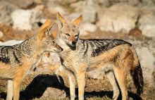 Load image into Gallery viewer, Etosha - Animals at the water hole
