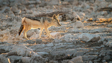 Load image into Gallery viewer, Etosha - Animals at the water hole
