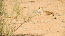 Load image into Gallery viewer, Springbuck - Survival of the Fittest
