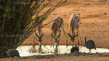 Load image into Gallery viewer, Springbuck - Survival of the Fittest
