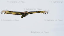 Load image into Gallery viewer, Majestic Crowned Eagles
