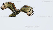 Load image into Gallery viewer, Majestic Crowned Eagles
