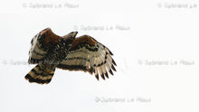 Load image into Gallery viewer, Majestic Crowned Eagles

