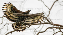Load image into Gallery viewer, Majestic Crowned Eagles
