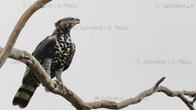 Load image into Gallery viewer, Majestic Crowned Eagles

