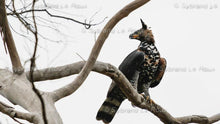 Load image into Gallery viewer, Majestic Crowned Eagles
