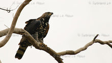 Load image into Gallery viewer, Majestic Crowned Eagles

