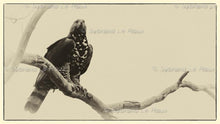 Load image into Gallery viewer, Majestic Crowned Eagles
