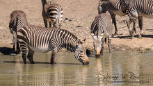Load image into Gallery viewer, Mountain Zebra Action

